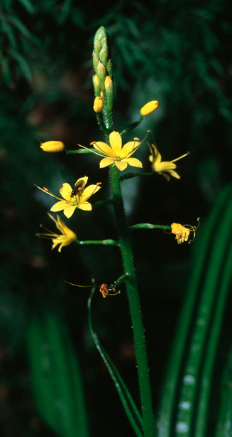 Barberetta aurea