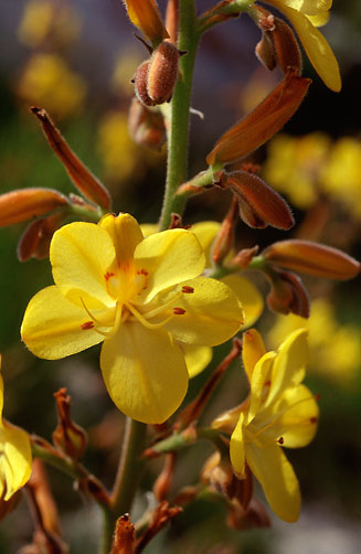 Wachendorfia paniculata
