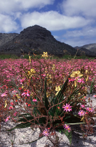 Wachendorfia paniculata