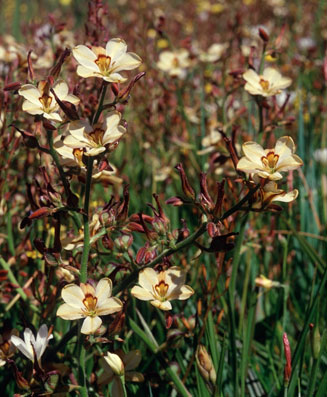 Wachendorfia brachyandra
