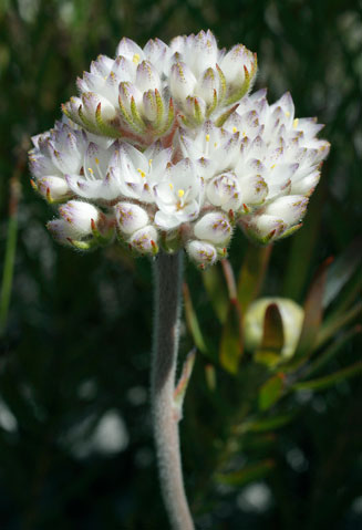 Dilatris pillansii