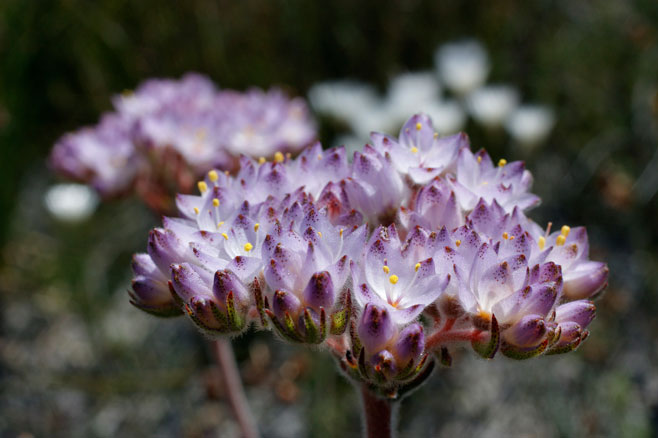 Dilatris pillansii