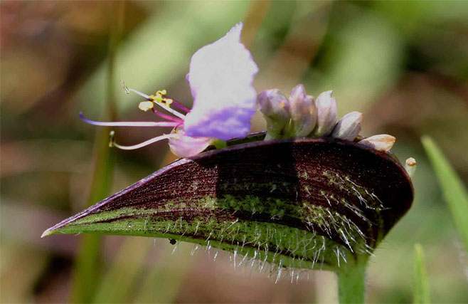 Commelina cecilae