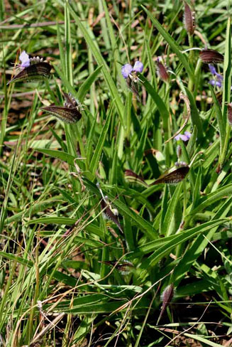 Commelina cecilae