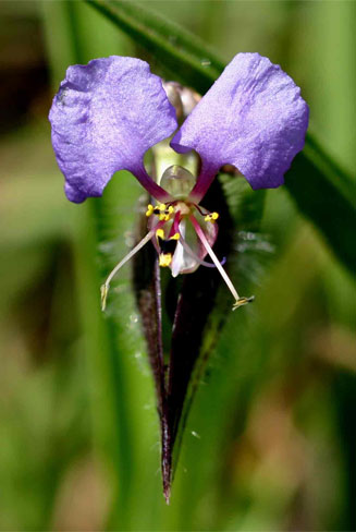 Commelina cecilae