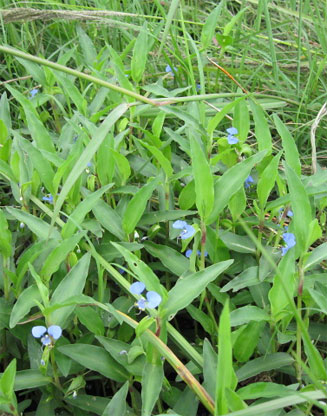Commelina diffusa 