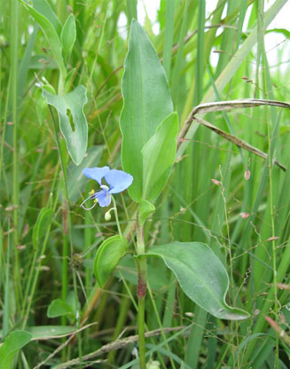 Commelina diffusa 