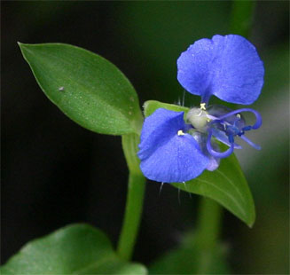 Commelina forskaolii