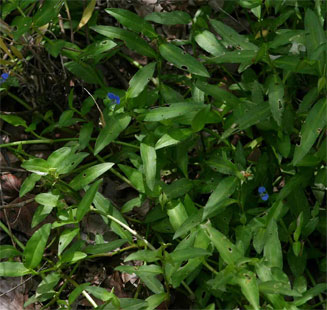 Commelina forskaolii