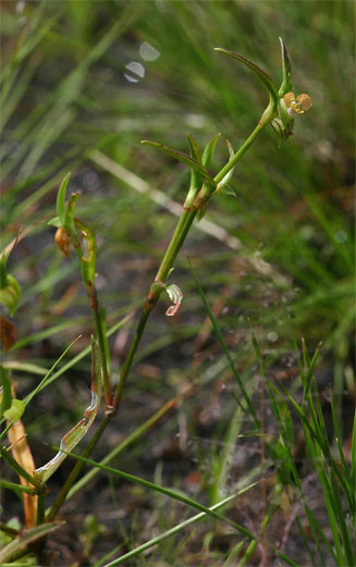 Commelina subulata 