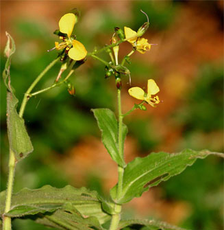 Aneilema aequinoctiale
