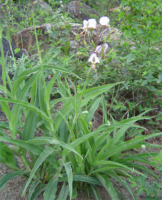 Aneilema hockii
