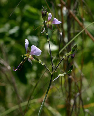 Aneilema hockii