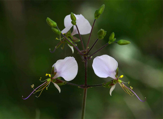 Aneilema hockii