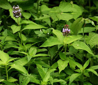 Aneilema nicholsonii 