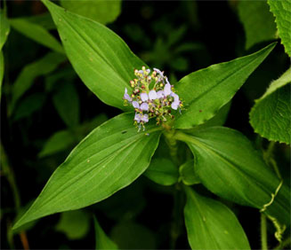 Aneilema nicholsonii 