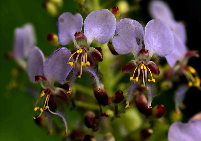 Aneilema nicholsonii 