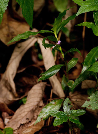 Coleotrype natalensis