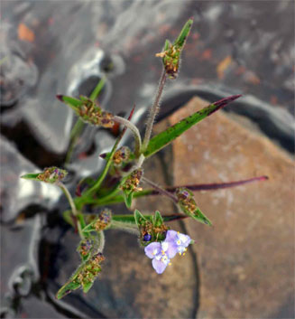 Cyanotis barbata