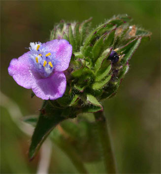 Cyanotis barbata