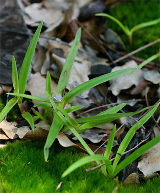Cyanotis lanata 