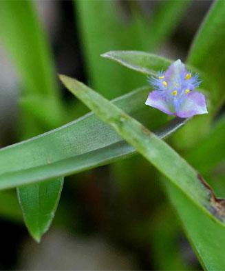 Cyanotis lanata 
