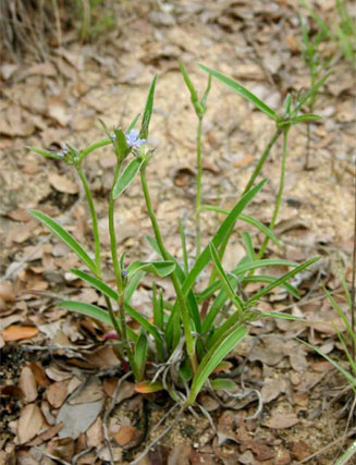 Cyanotis longifolia  