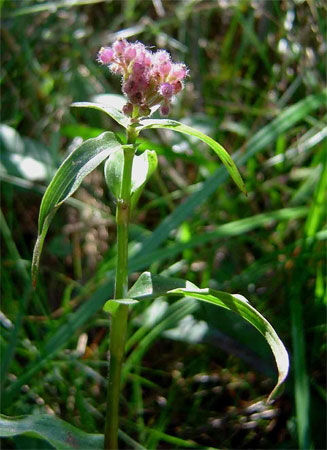 Floscopa glomerata 