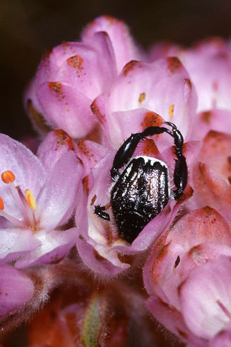 Dilatris corymbosa