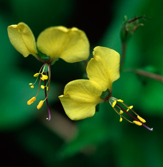 Aneilema aequinoctiale