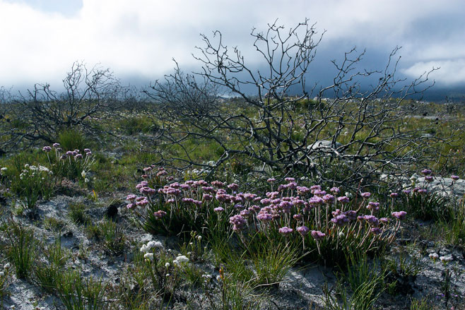Dilatris pillansii