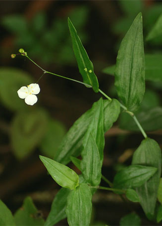 Gibasis pellucida