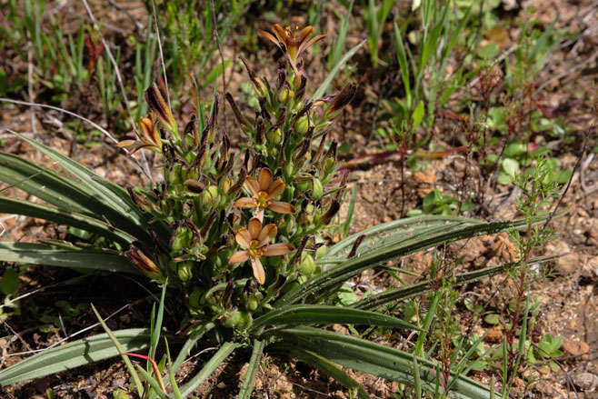 Wachendorfia multiflora 