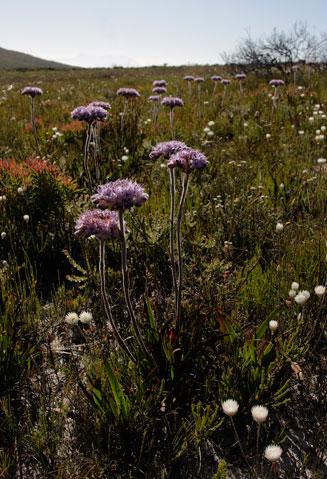 Dilatris pillansii