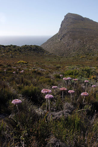 Dilatris corymbosa