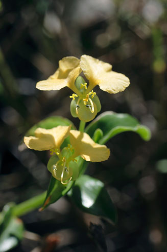 Commelina africana