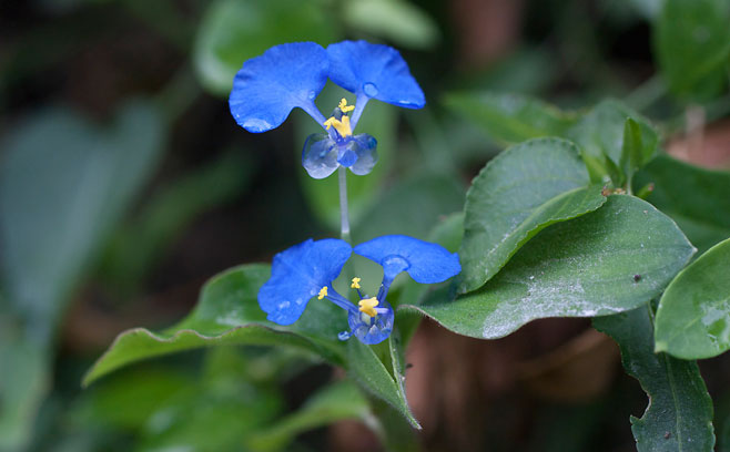 Commelina benghalensis 