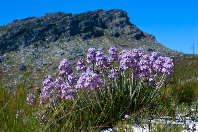 Dilatris ixioides