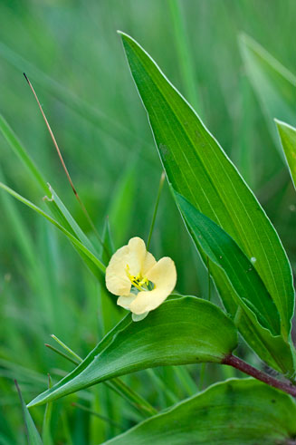 Commelina africana