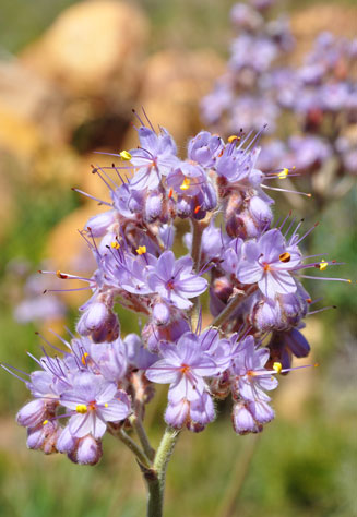 Dilatris ixioides