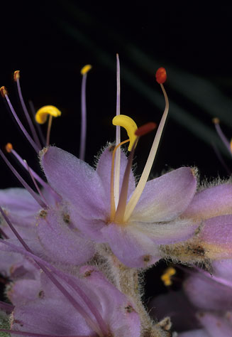 Dilatris ixioides