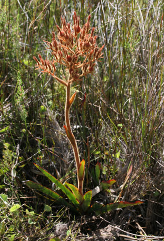 Dilatris viscosa