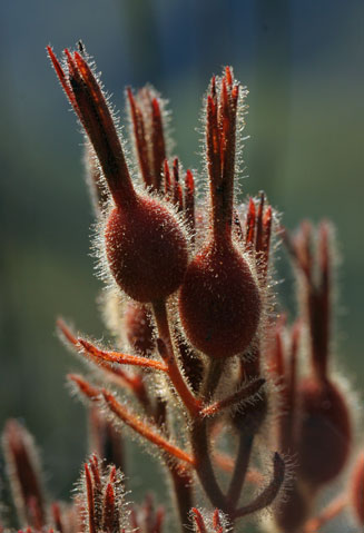 Dilatris viscosa