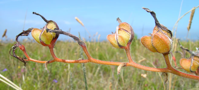 Wachendorfia paniculata