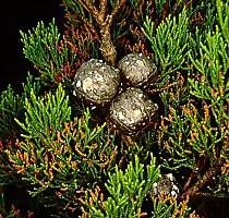 Widdringtonia nodiflora (Mountain Cypress)
