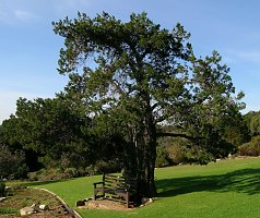 Widdringtonia nodiflora (Mountain Cypress)