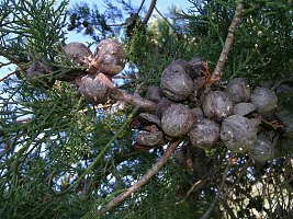 Widdringtonia nodiflora (Mountain Cypress)
