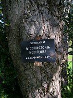 Widdringtonia nodiflora (Mountain Cypress)