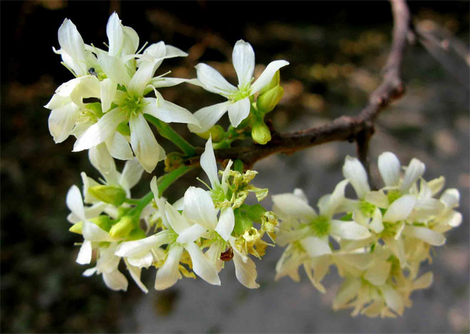 Rourea orientalis