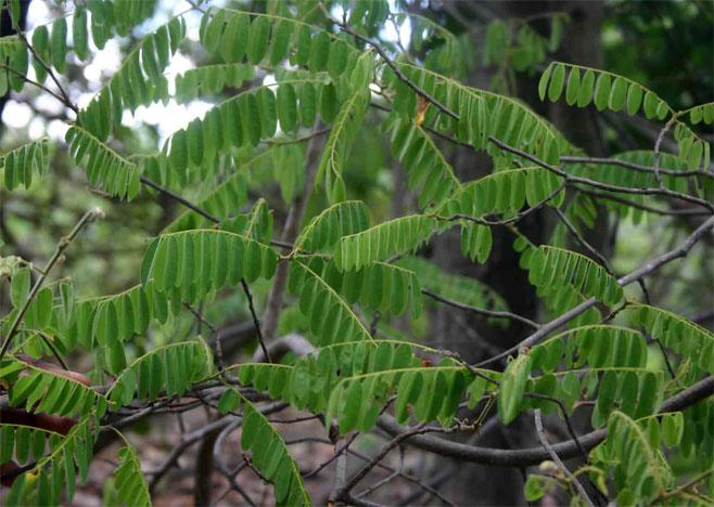 Rourea orientalis